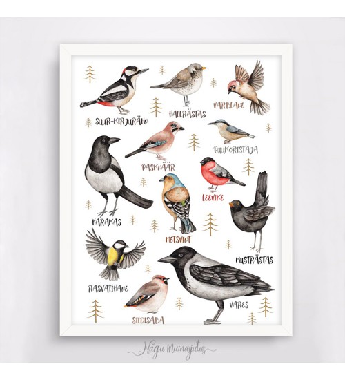 Armas poster "Eesti linnud koos nimedega" 21x30cm